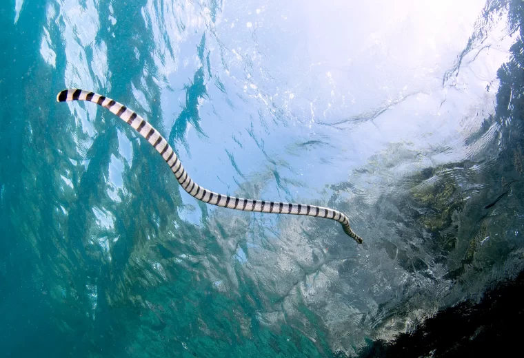 ilike_liveaboard_banda_sea_01