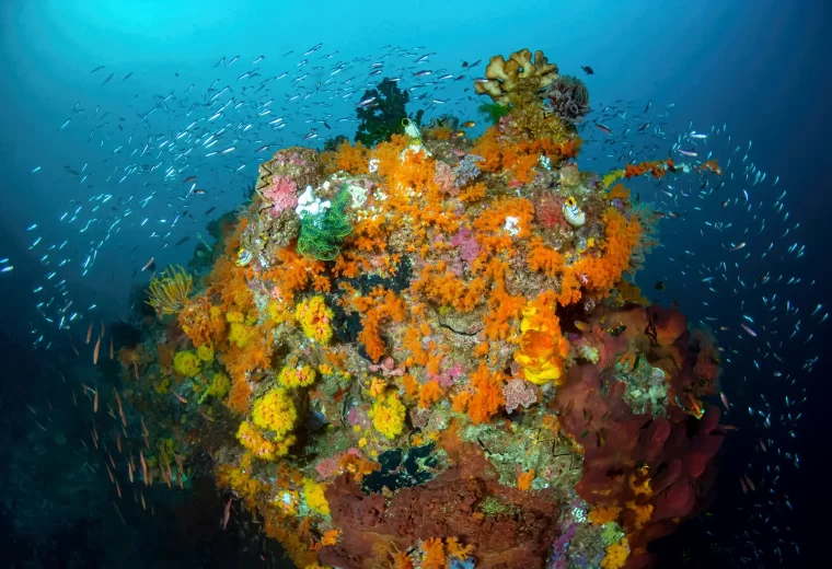 ilike_liveaboard_banda_sea_03