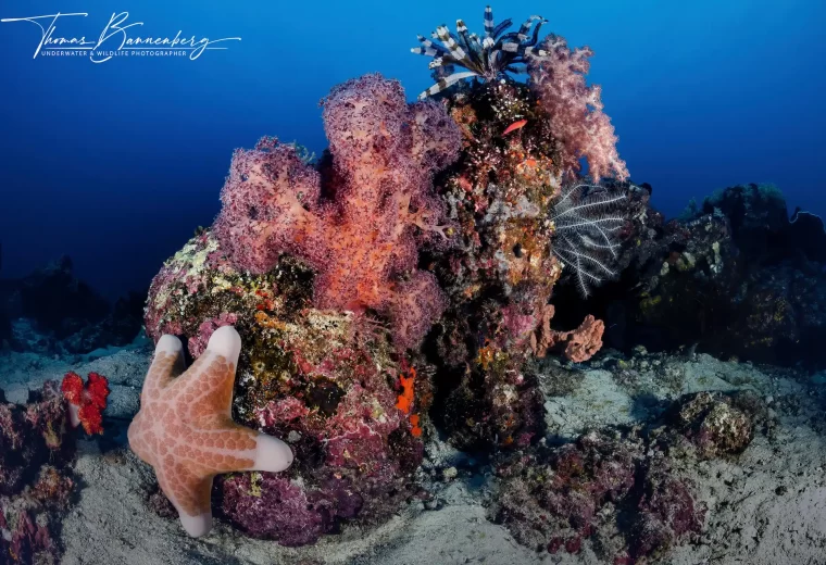 ilike_liveaboard_banda_sea_06