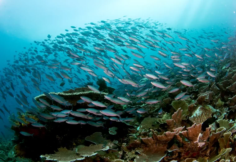 ilike_liveaboard_forgotten_island_03