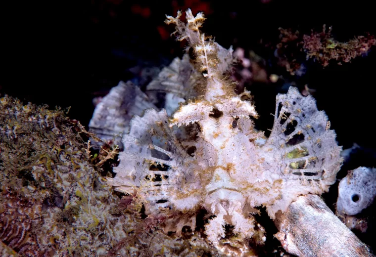 ilike_liveaboard_halmahera_sulawesi_01
