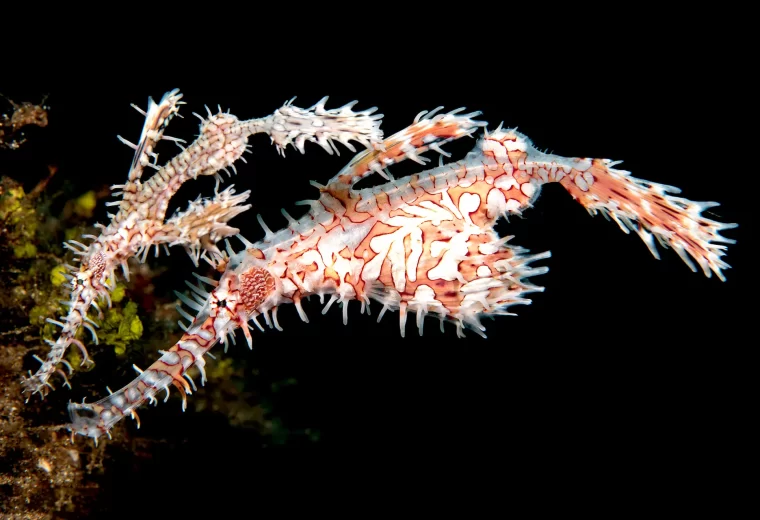 ilike_liveaboard_halmahera_sulawesi_03