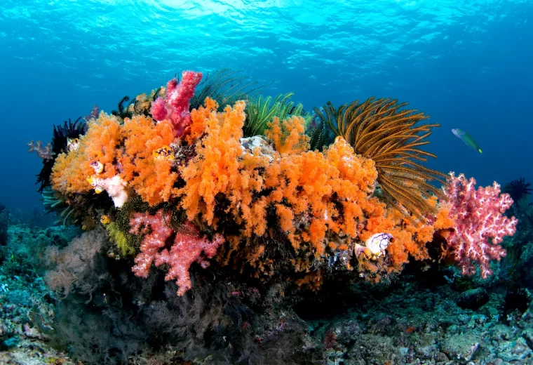 ilike_liveaboard_halmahera_sulawesi_04