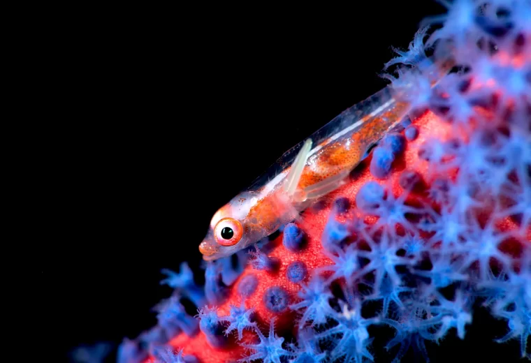 ilike_liveaboard_halmahera_sulawesi_06