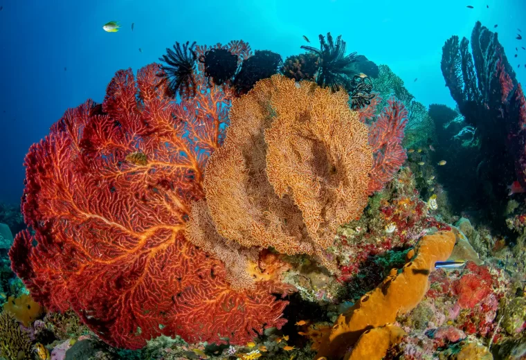ilike_liveaboard_halmahera_sulawesi_07