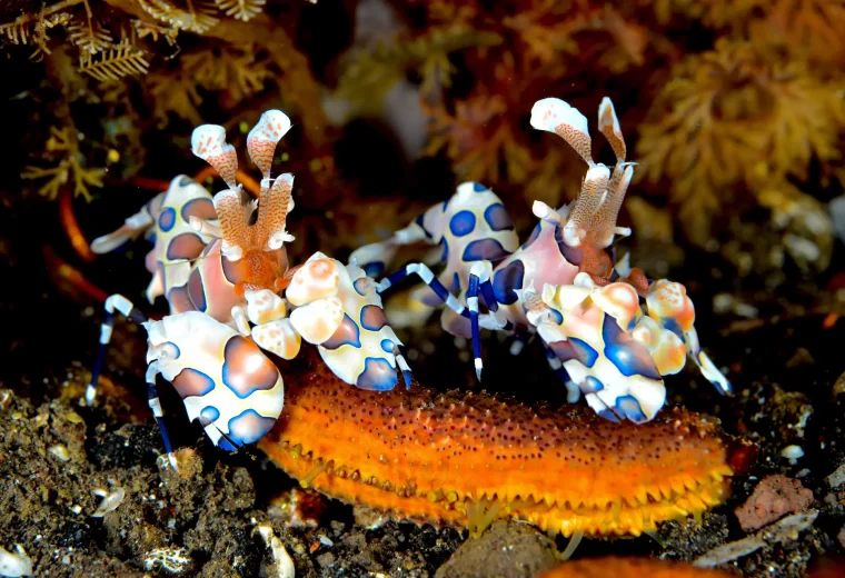 ilike_liveaboard_maluku_02