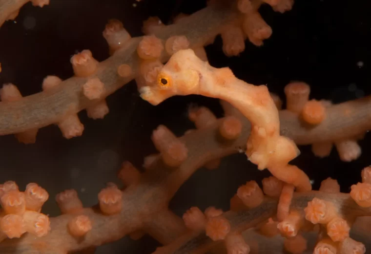 ilike_liveaboard_maluku_03