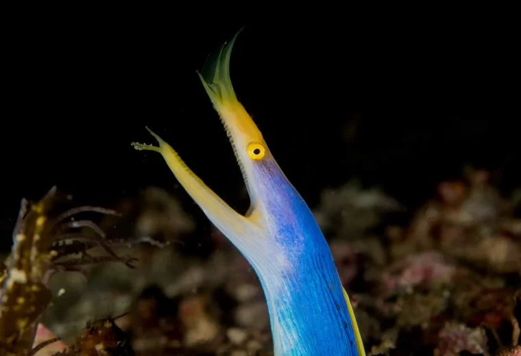 ilike_liveaboard_maluku_11