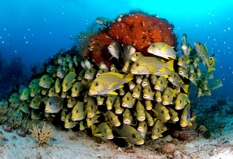 ilike_liveaboard_raja_ampat_03