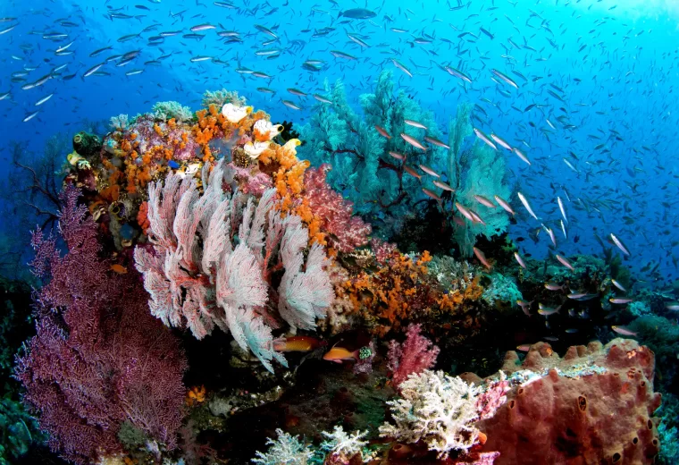 ilike_liveaboard_raja_ampat_04