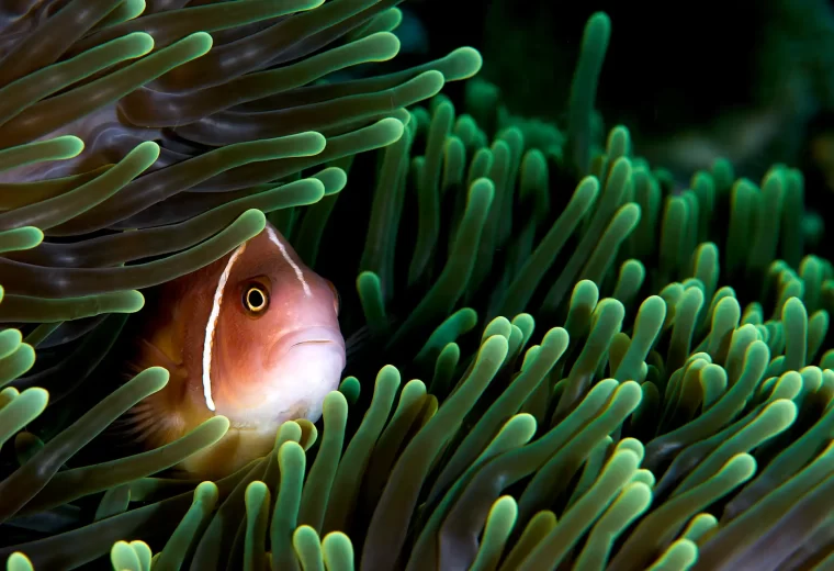 ilike_liveaboard_raja_ampat_05