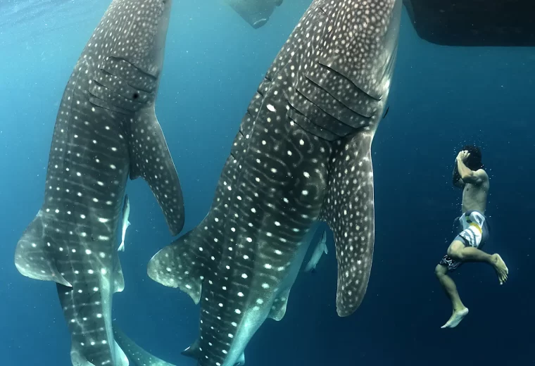 ilike_liveaboard_triton_bay