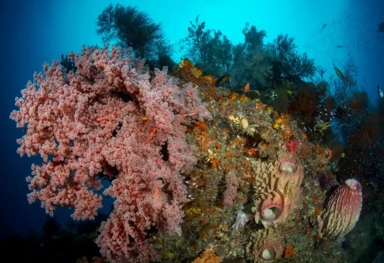 ilike_liveaboard_triton_bay_01