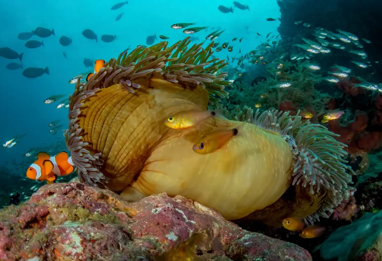 ilike_liveaboard_triton_bay_02