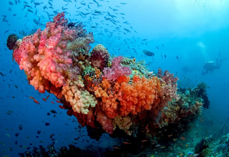 ilike_liveaboard_triton_bay_03