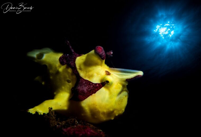 Ilike-Liveaboard_Alor_Diving_in_Indonesia