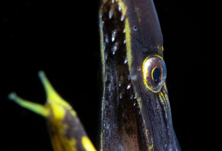 Ilike-Liveaboard_Alor_Diving_in_Indonesia_1