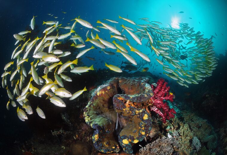 Ilike-Liveaboard_Alor_Diving_in_Indonesia_2