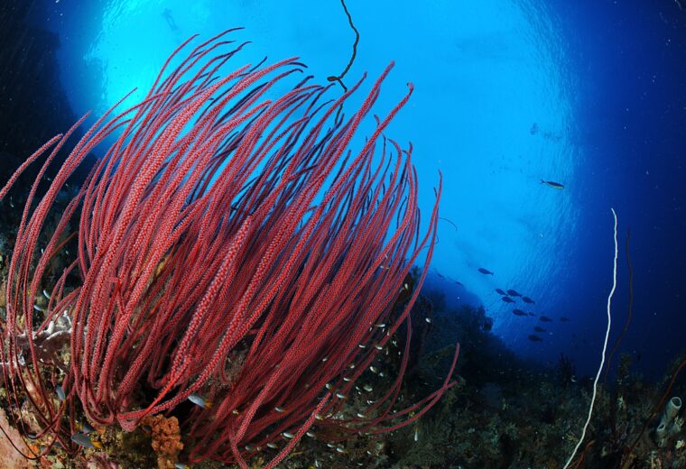 Ilike-Liveaboard_Alor_Diving_in_Indonesia_3