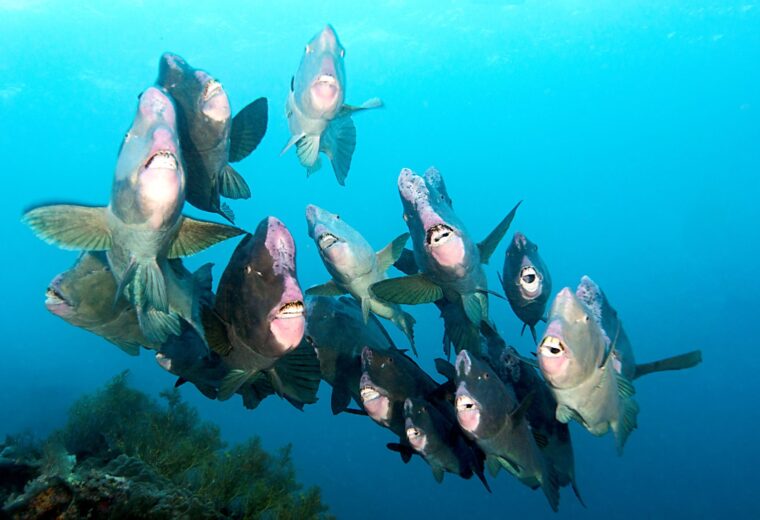 Ilike-Liveaboard_Alor_Diving_in_Indonesia_5