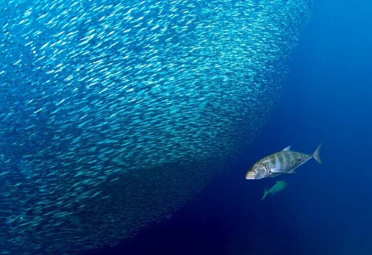 Ilike-Liveaboard_Alor_Diving_in_Indonesia_6